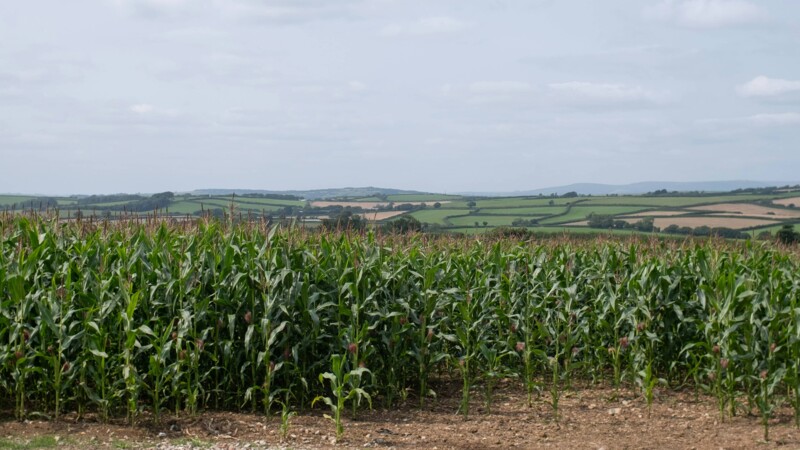 Symbolbild Klimastudie Getreideanbau: Maisfeld vor leicht bewölktem Himmel