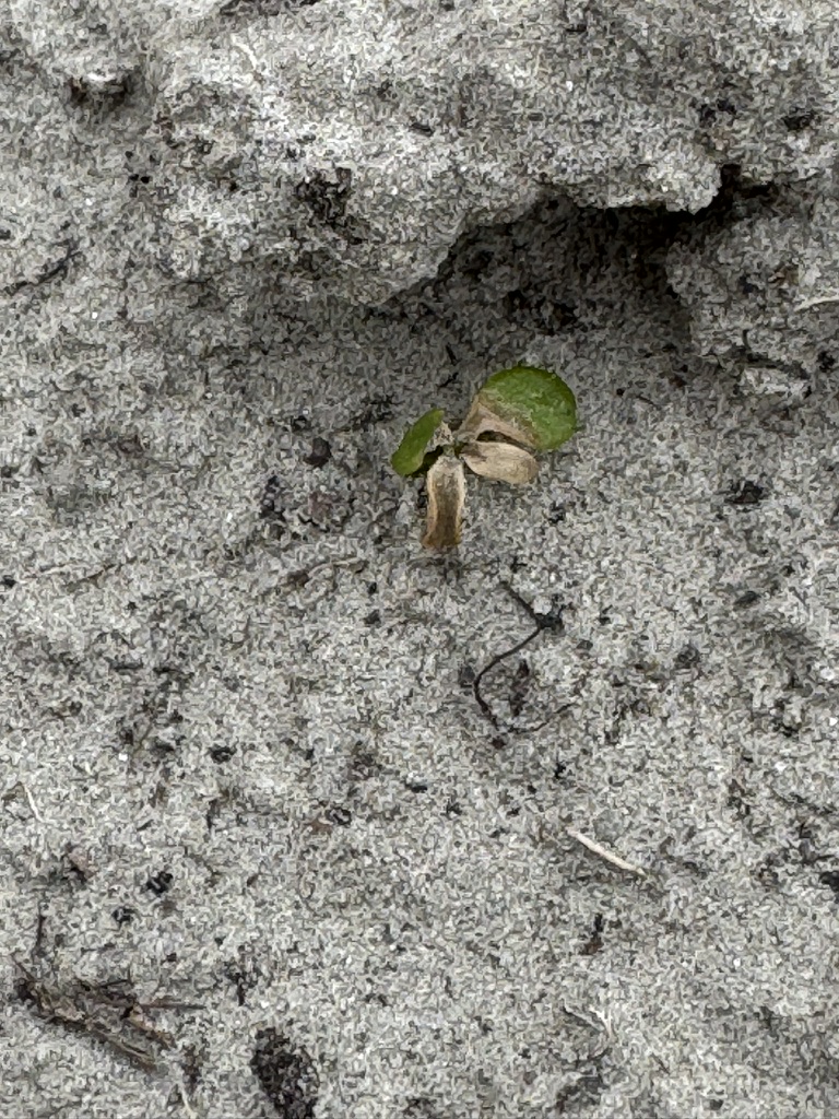 Burnt seed in dry, sandy soil.