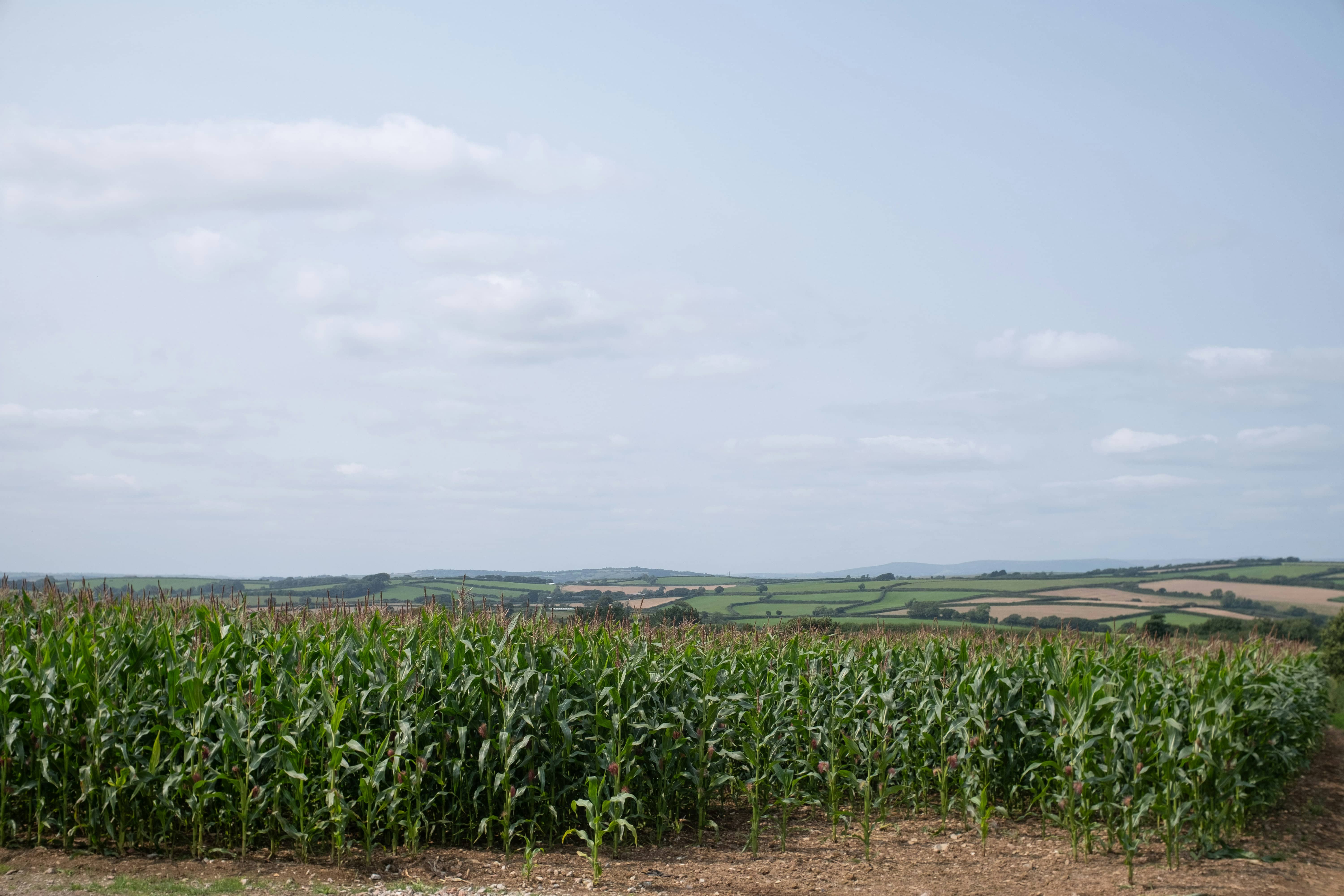 Symbolic image Climate study on cereal cultivation: Corn field in front of a slightly cloudy sky
