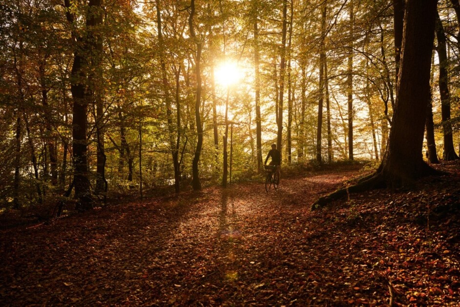 Vollhoefner Forest to become Hamburg's 38th nature reserve | News ...