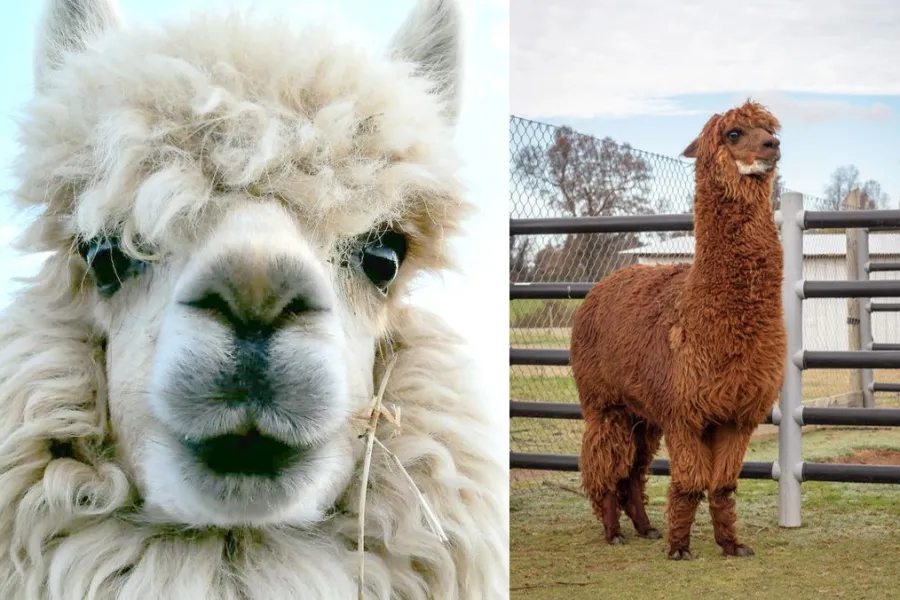 Alpacas used by Berking Biotechnology 