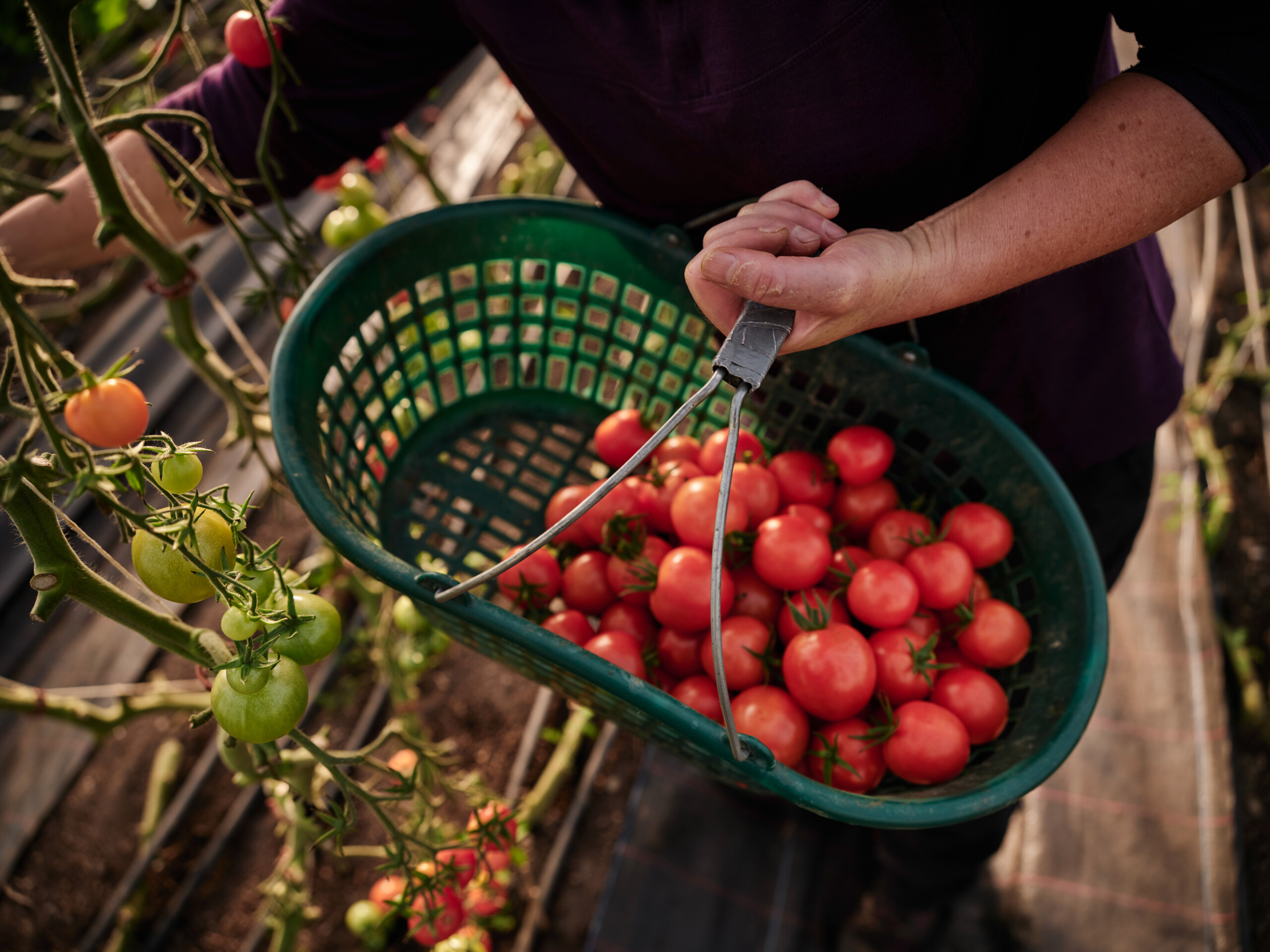 Person harvests tomatoes and collects them in green basket